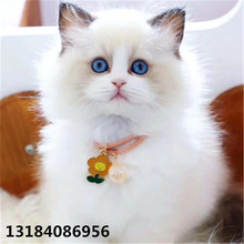 纯种美国卷耳猫拿破仑英短幼猫蓝金折耳猫蓝白矮脚美短虎斑宠物猫