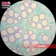 南瓜茎横切(示导管管胞) 显微玻片 教学使用 生物切片标本