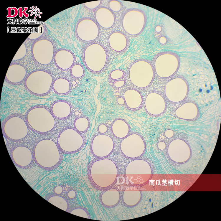 南瓜茎横切(示导管管胞) 显微玻片 教学使用 生物切片标本-阿里巴巴