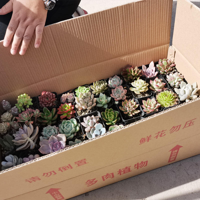 定制整箱多肉带盆土4-7厘米批发多肉绿植盆栽花卉摆摊礼品cactus
