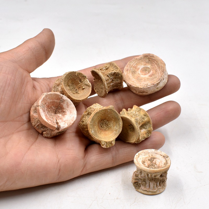 鲨鱼脊椎骨化石原石沧龙脊椎骨石古海洋生物地质科普教学标本