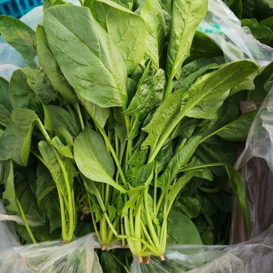 产地直供坏单包赔菠菜新鲜蔬菜农家现摘现发小菠菜嫩甜可口1斤