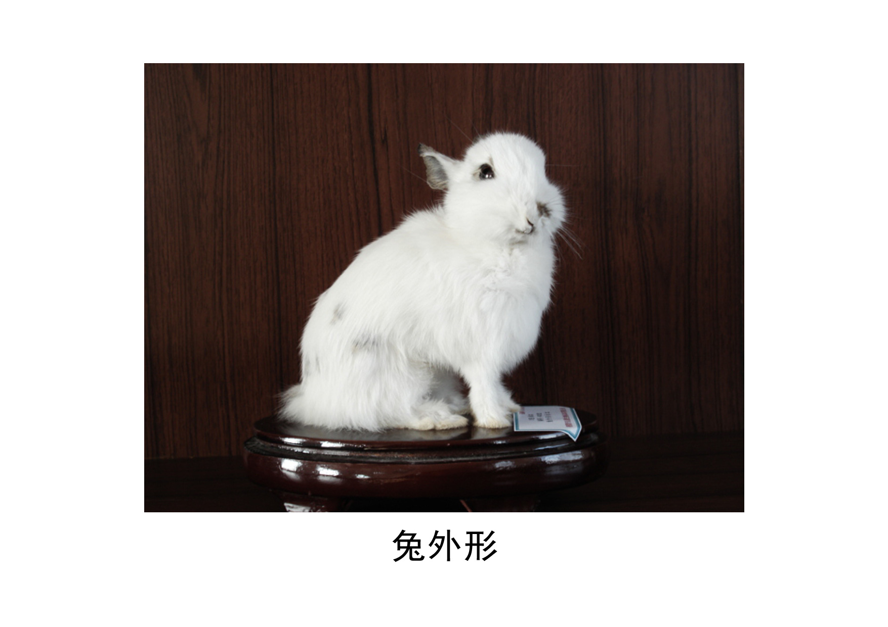 兔外形标本,仿真兔子-阿里巴巴