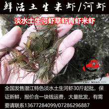 潜江鲜活淡水特色土生河虾草虾青虾小河虾米虾活体新鲜大中小批发