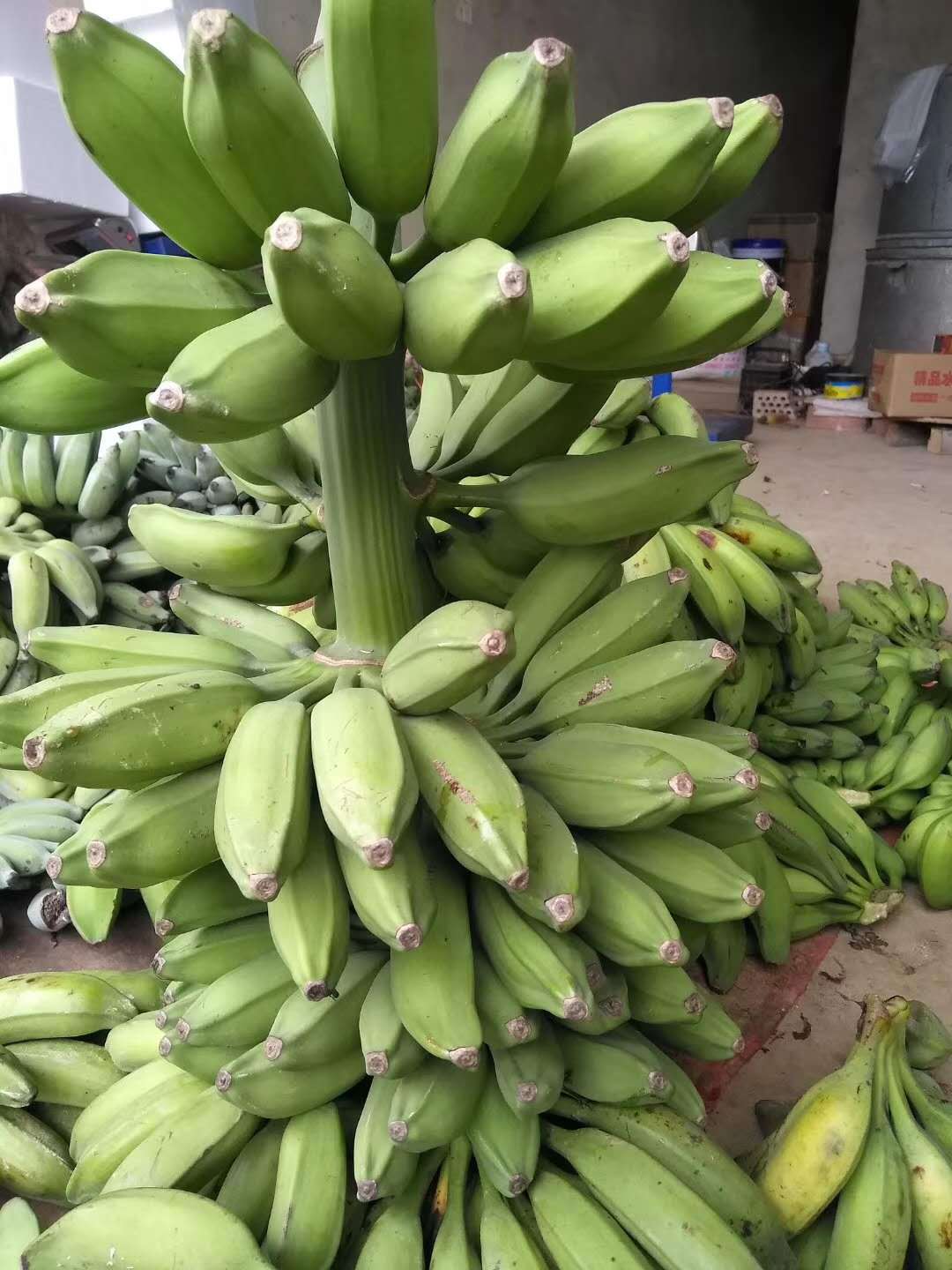 小米蕉广西小米蕉新鲜水果薄皮粉甜芭蕉当季自然熟整箱香蕉批发