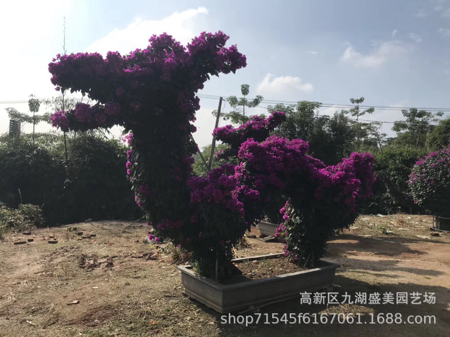 动物造型三角梅 牛羊大象猪孔雀龙形花篮造型三角梅大型基地直销
