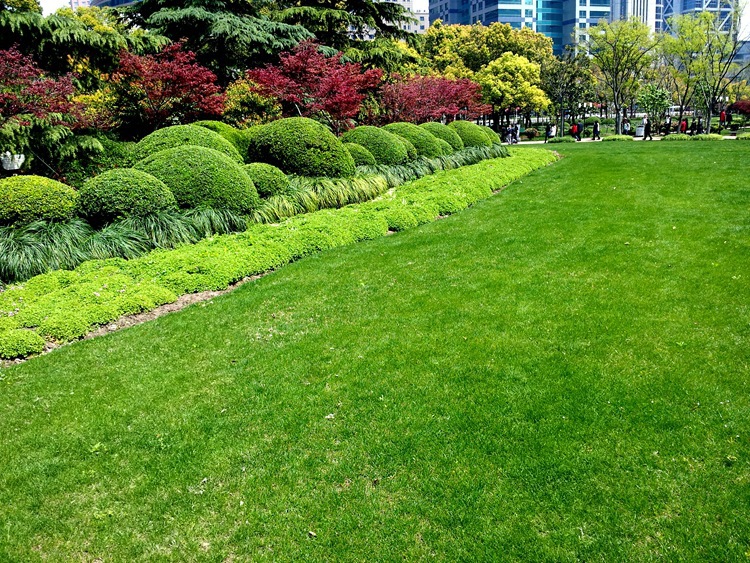 草坪种子 假俭草草坪种子 地被草种子 假俭草 矮型草籽假俭草