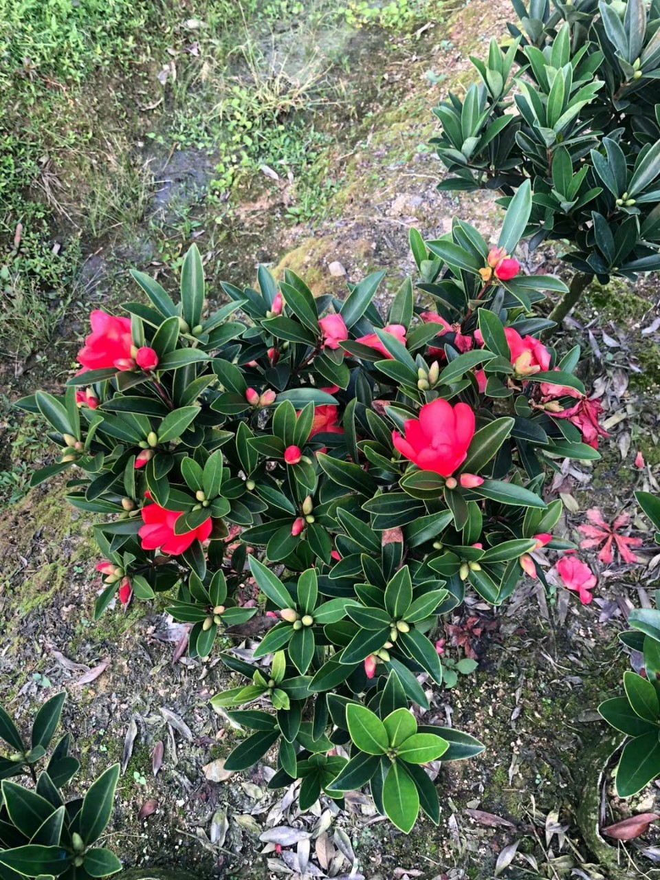 205基地批发 供应四季红山茶 杜鹃红山茶 50-60cm高袋苗 容器苗