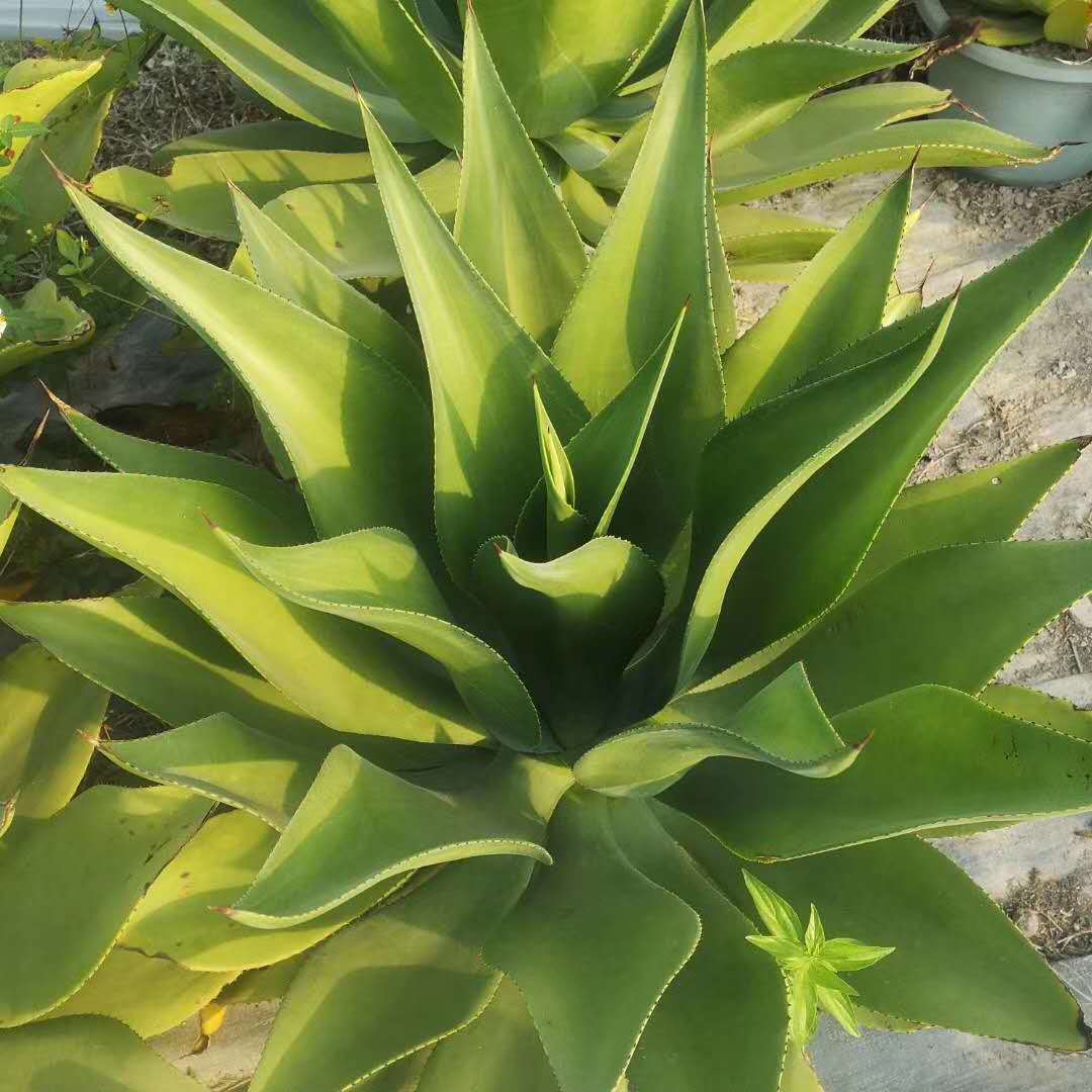热带沙漠植物常年绿叶水晶宫 温室景观盆栽 墨西哥龙舌兰科属基地