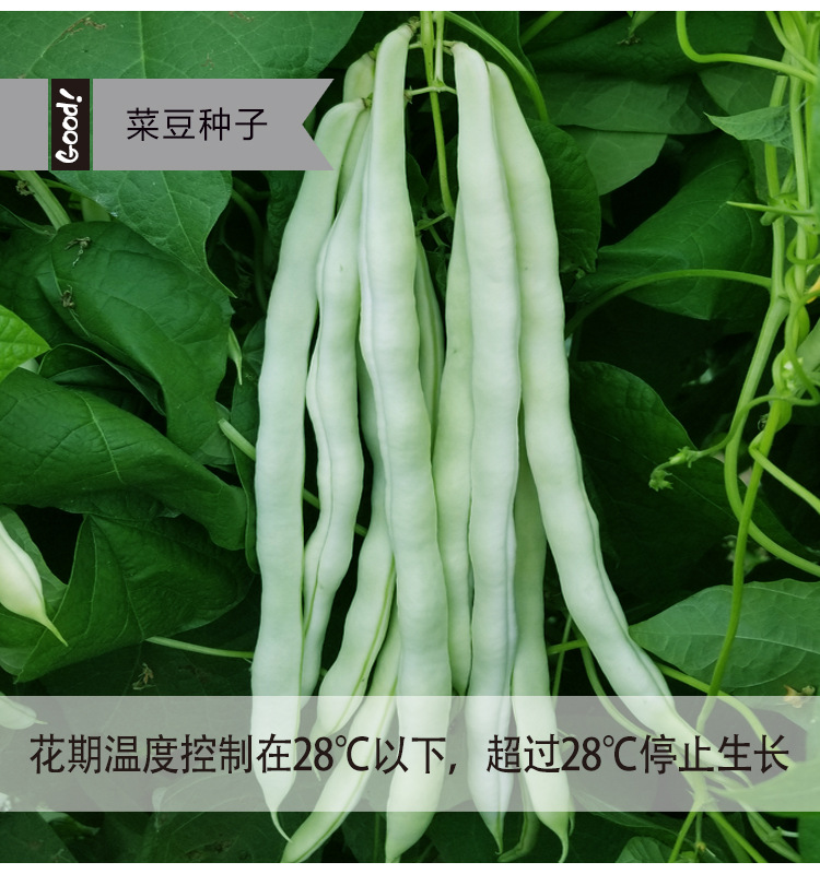 河南肉豆种子白色四季豆春秋种植架芸豆种子白棒豆早熟肉厚菜豆角