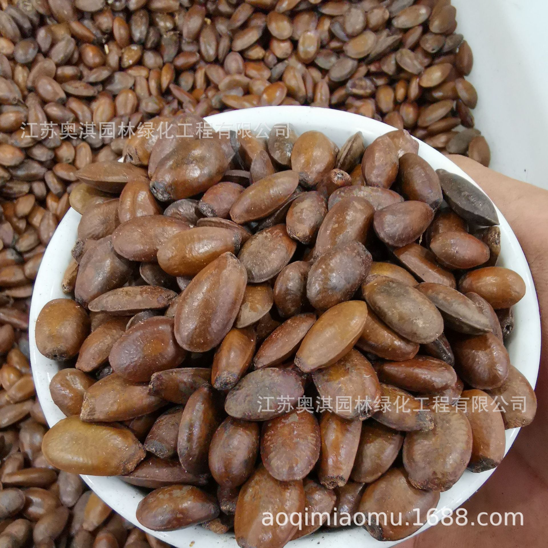 优质散装种子火棘种子铁篱笆红刺木火把果发芽高量大优惠货到付款