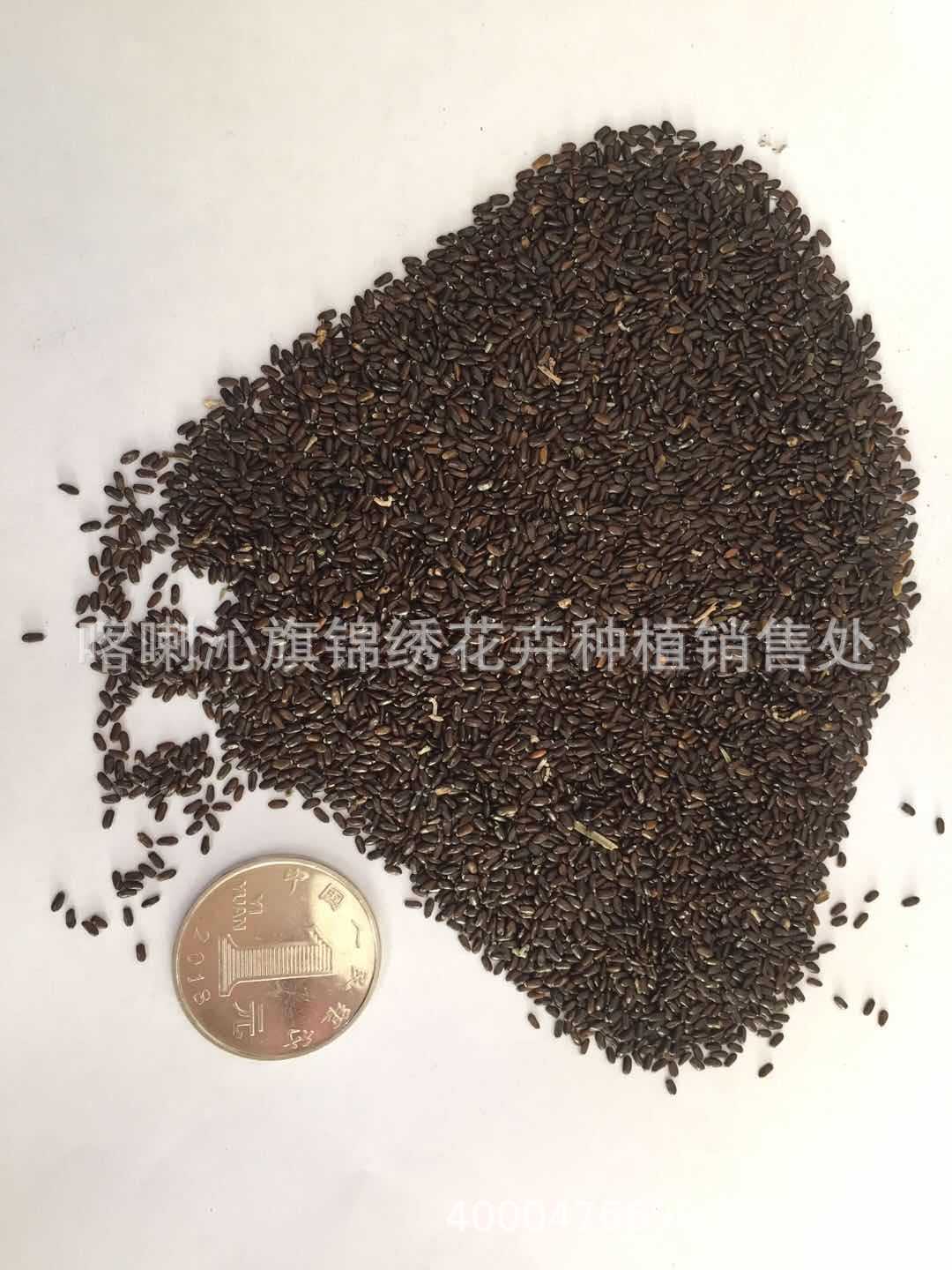 批发普罗旺斯薰衣草种子 法国蓝 英国蓝 太空蓝 婚纱摄影花海新疆