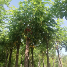 常年供应香花槐树 大量出售香花槐树 现挖现卖