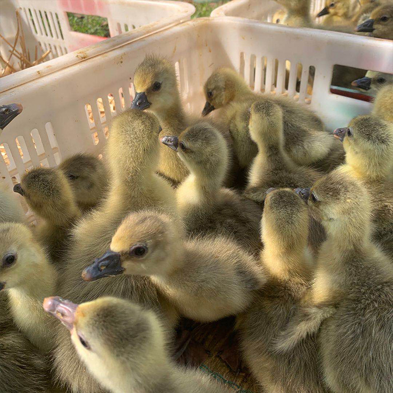 长期孵化四季鹅苗 技术指导成鹅 鹅苗养殖存货率高回收 现货