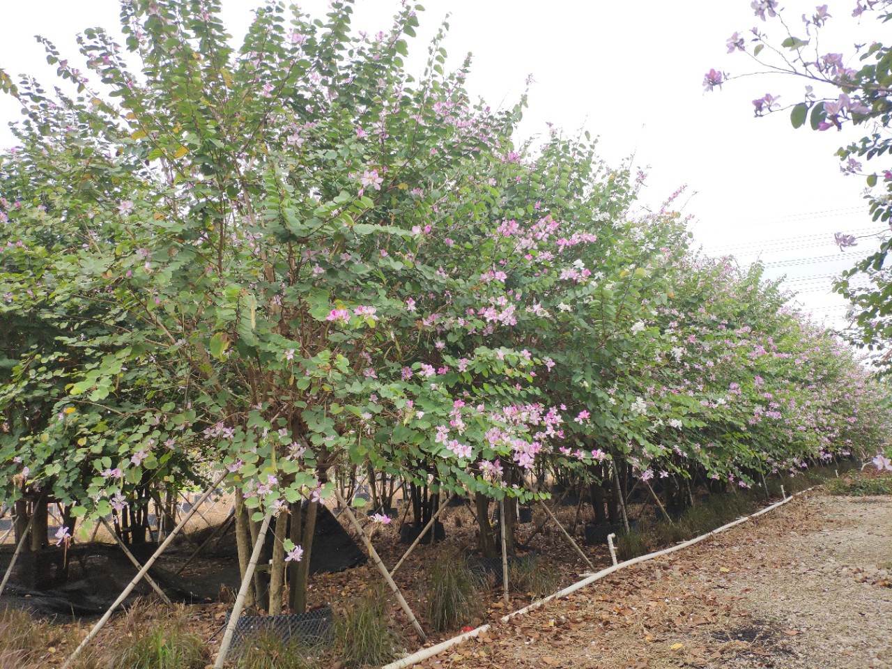 203供应 拼种 丛生 多杆 宫粉紫荆 洋紫荆 全冠 假植苗 10-12cm