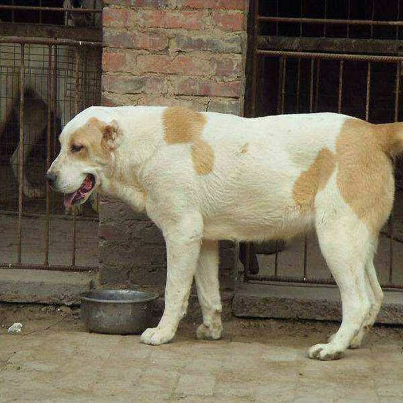 中亚牧羊犬大型犬双血统护卫猎犬家养宠物犬中亚牧羊犬幼犬纯种