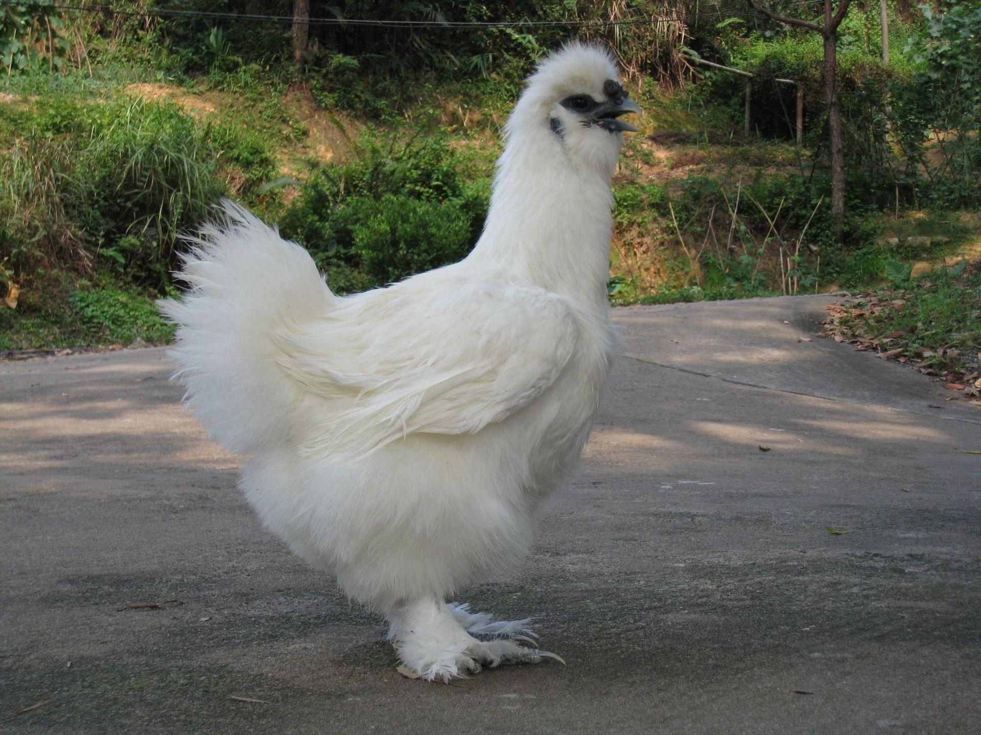 温氏鸡 乌骨鸡 竹丝鸡  毛鸡  鲜鸡 冻鸡 鲜品 冻品