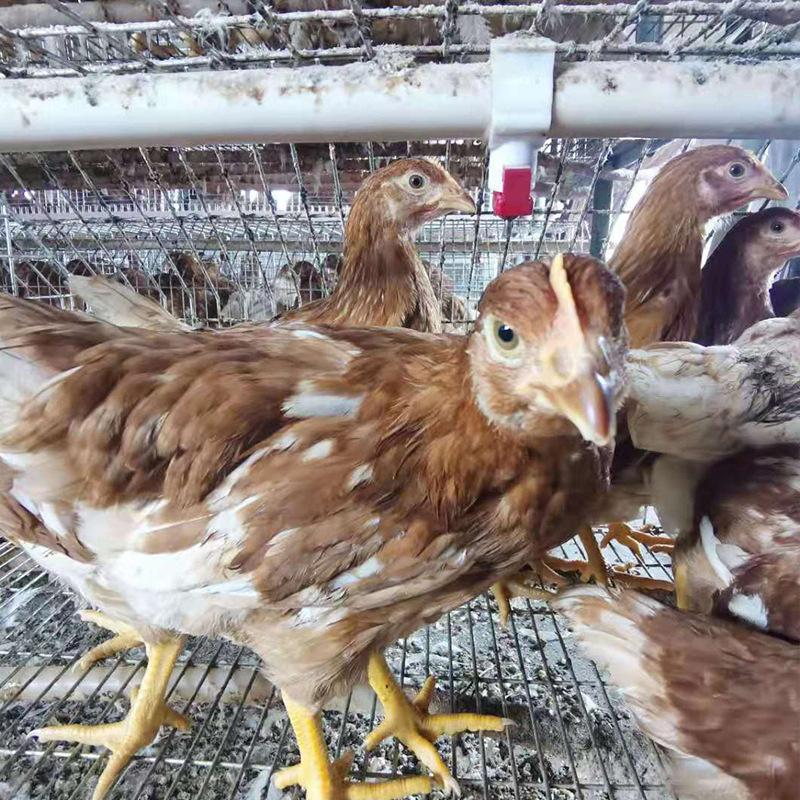 鸡苗 活体海兰褐蛋鸡苗价格罗曼白蛋鸡苗出售临沂