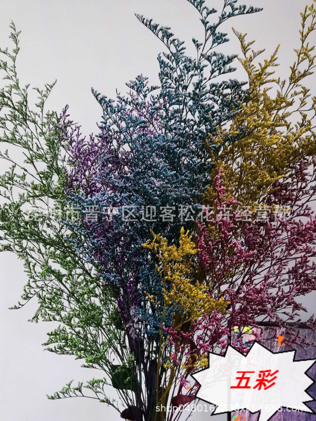 永生花情人草基地直批量大论斤出售