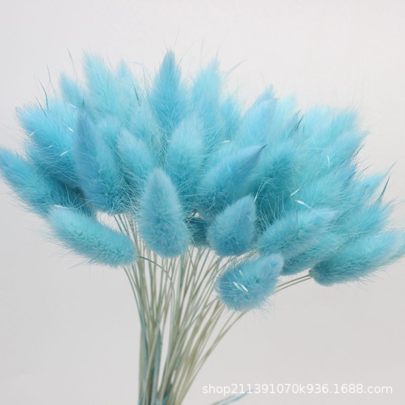 芙洛拉干花批发自然干燥风干染色兔尾草家居装饰插花diy花束花材