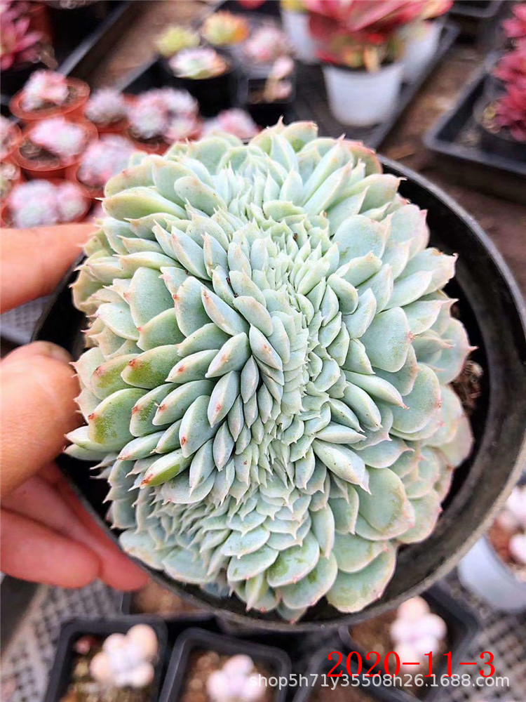 多肉植物种植基地批发 香妃贝瑞缀化 帝玉露萝卜根十二卷属多肉