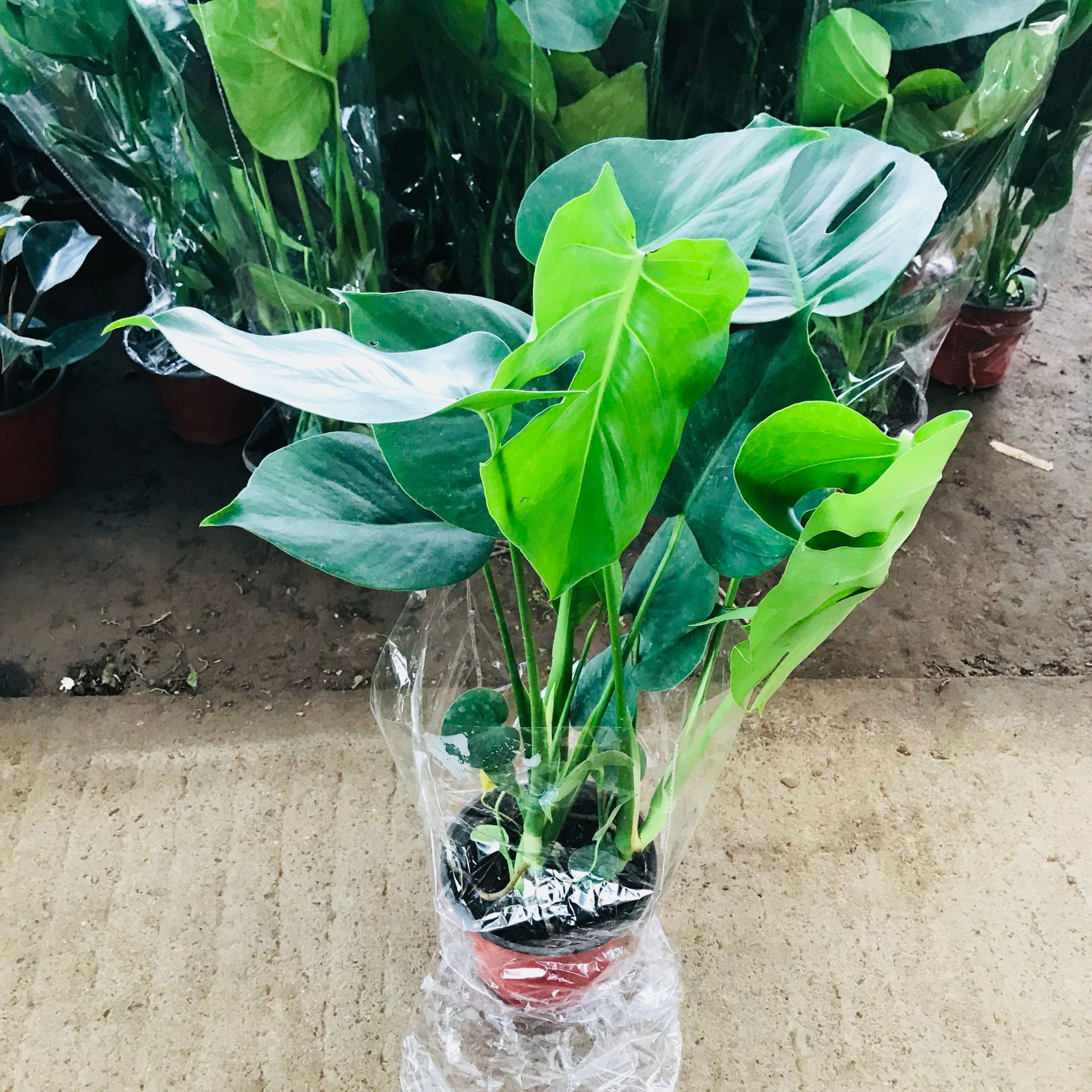 龟背竹盆栽 吸甲醛净化空气绿植 室内易养四季常青水培土养绿植
