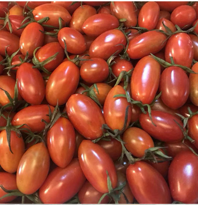 红花生番茄种子花生柿子种籽超甜圣女果樱桃番茄阳台春季蔬菜种孑