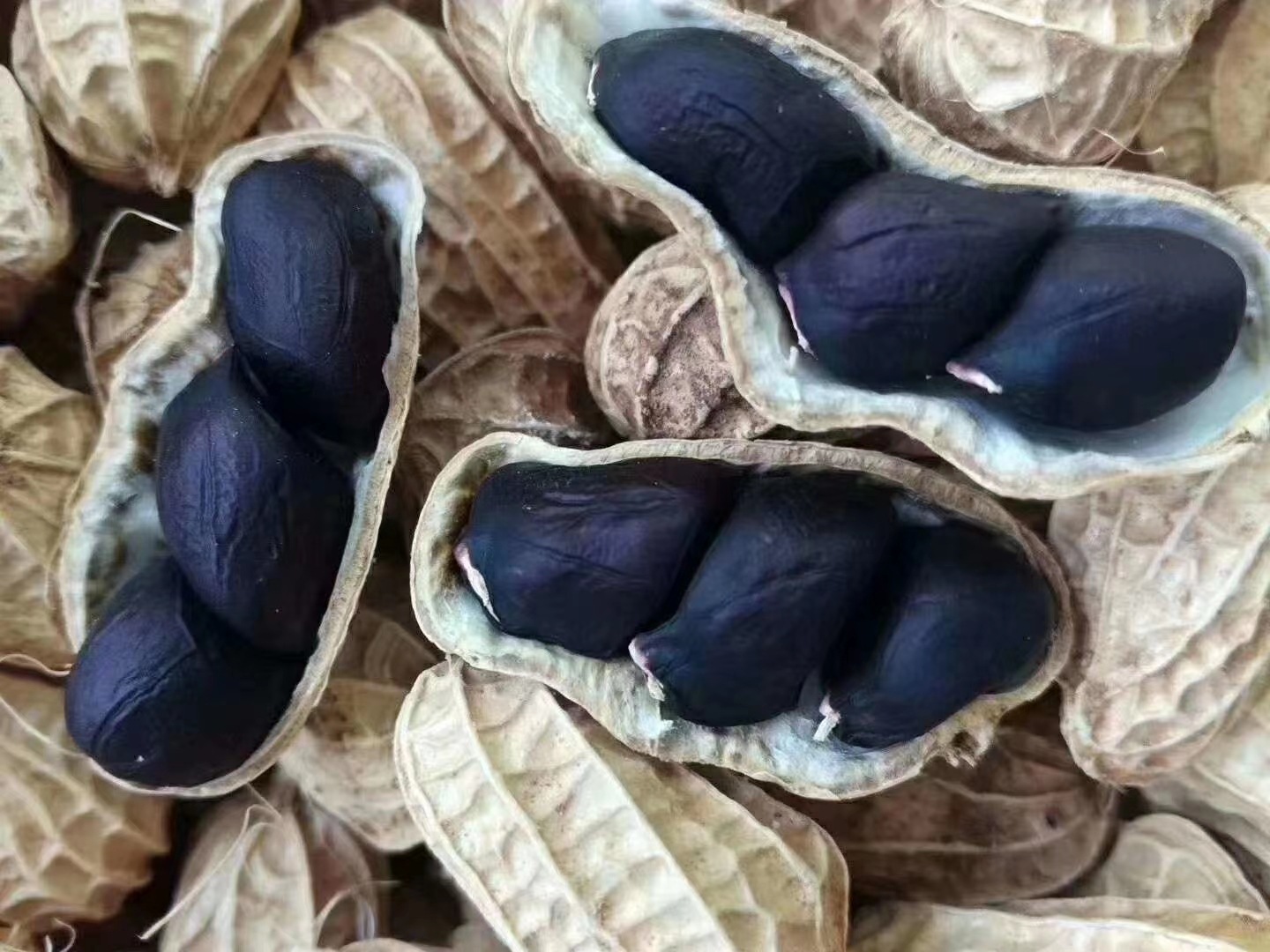 2021年新货小粒黑花生带壳生的新货1kg黑皮农家原味云南镇沅特产