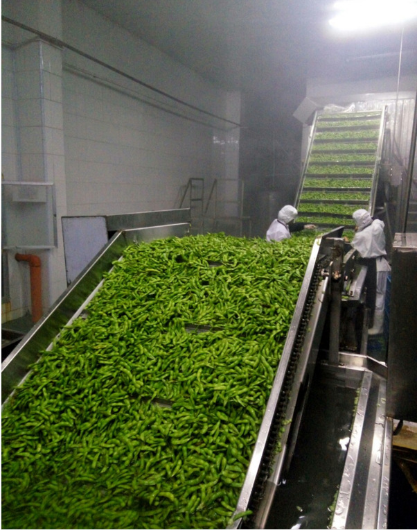 毛豆清洗2 - 副本