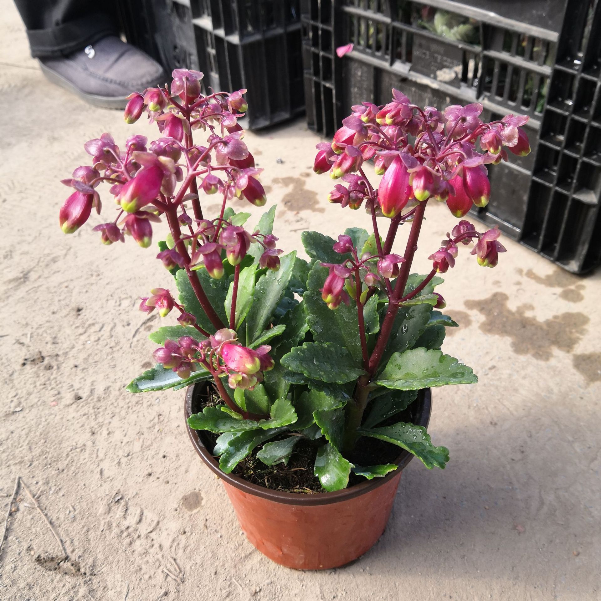 长寿花宫灯盆栽植物 基地大棚 花卉绿植多肉盆景 大量批发优惠