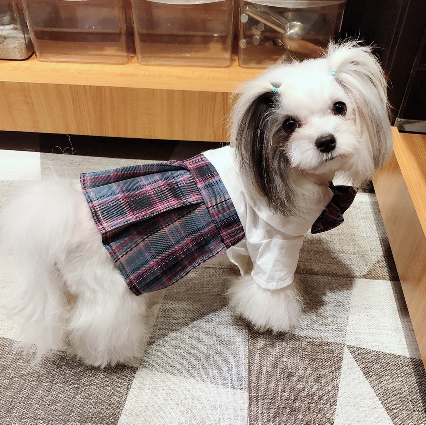 跨境宠物jk制服百褶裙狗狗猫咪衣服雪纳瑞泰迪温柔一刀电竞少女