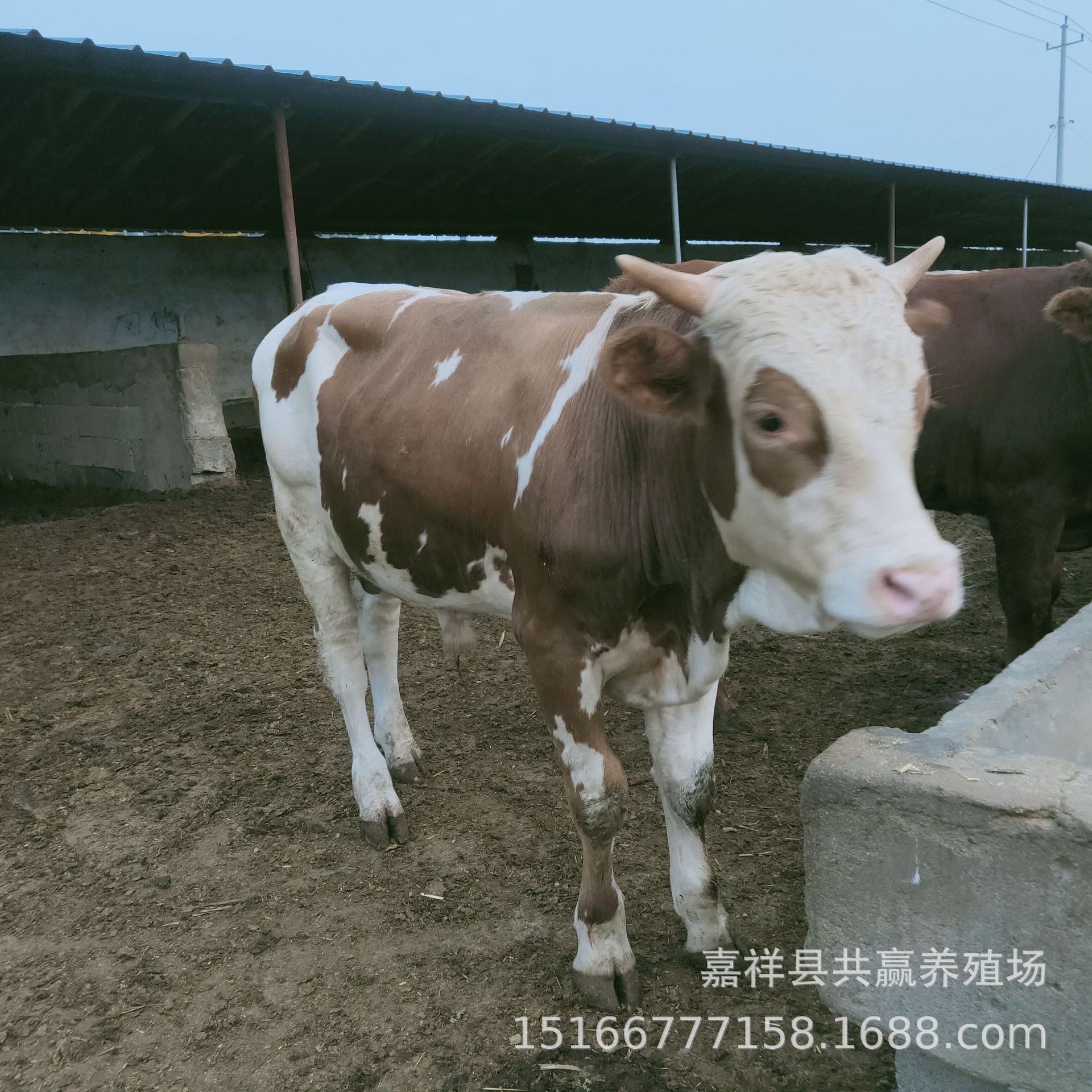 300斤红白花西门塔尔牛犊一头怎么卖 养殖西门塔尔牛利润多少