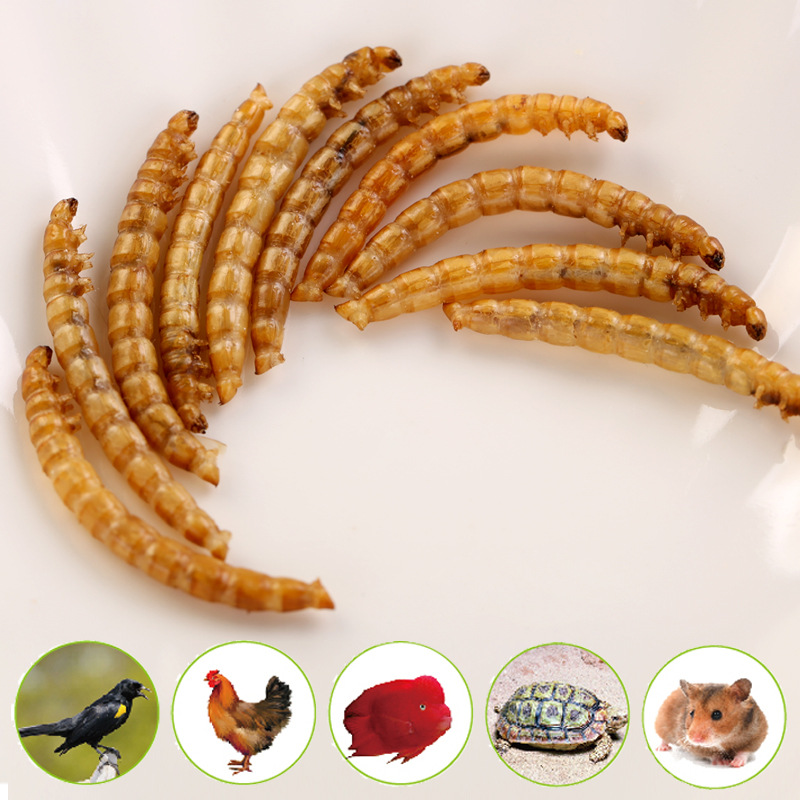 现货黄粉虫干仓鼠零食龙鱼爬宠鸟粮烘干面包虫干高蛋白昆虫100g