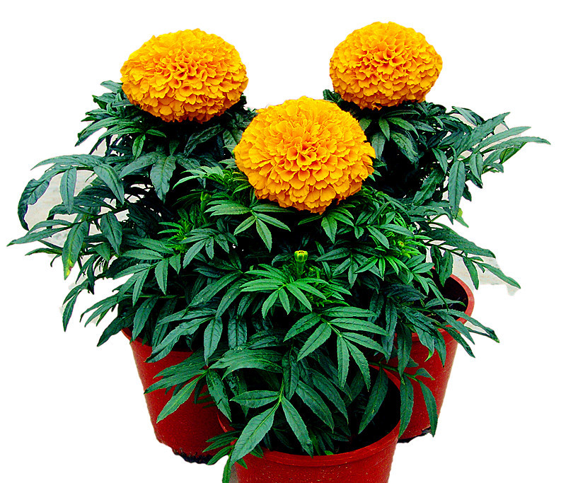 万寿菊种子 盆花种子 花卉种子