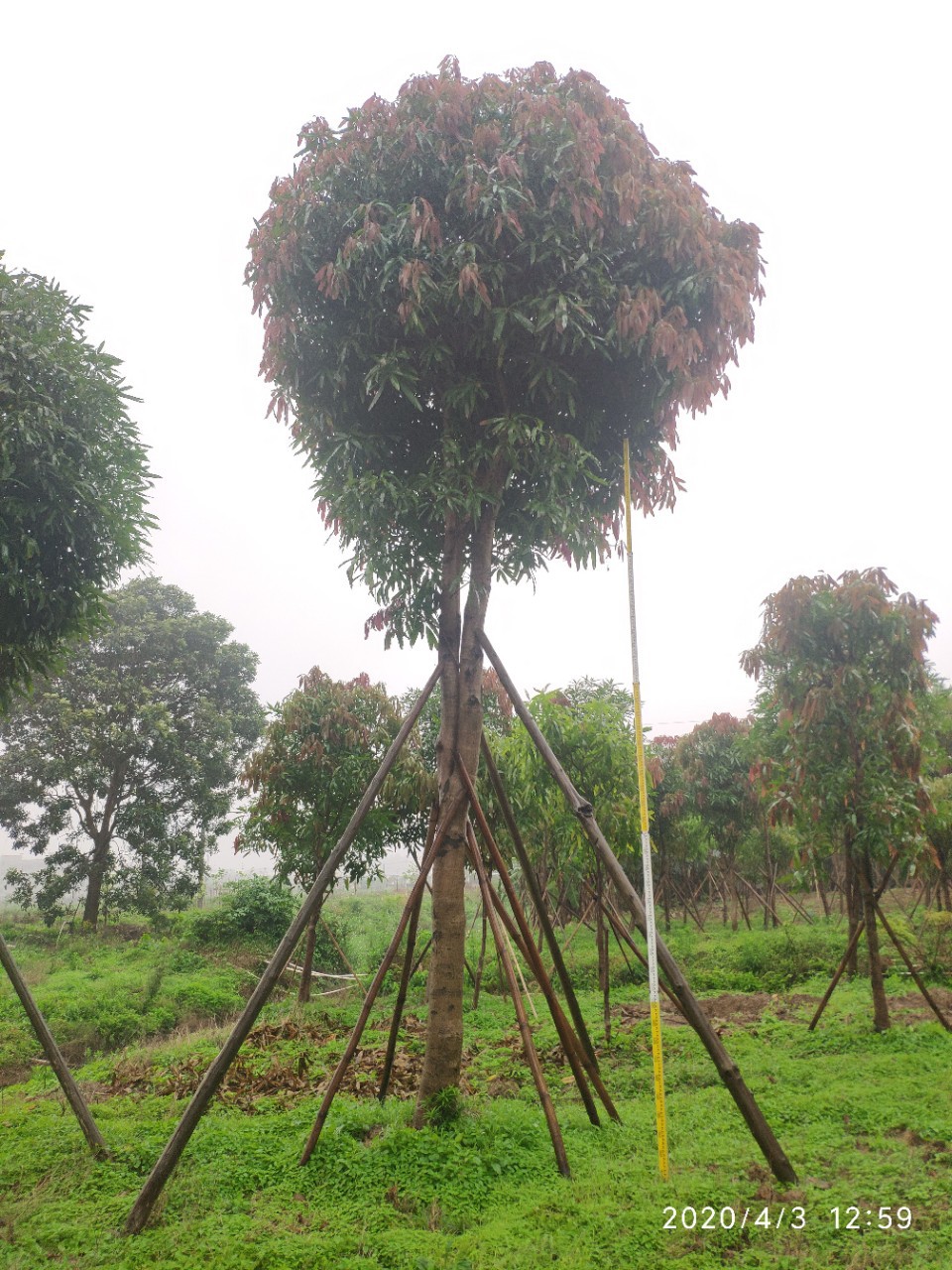 204基地供应 扁桃树 20-24cm 移栽苗 公路绿化常绿乔木 行道树