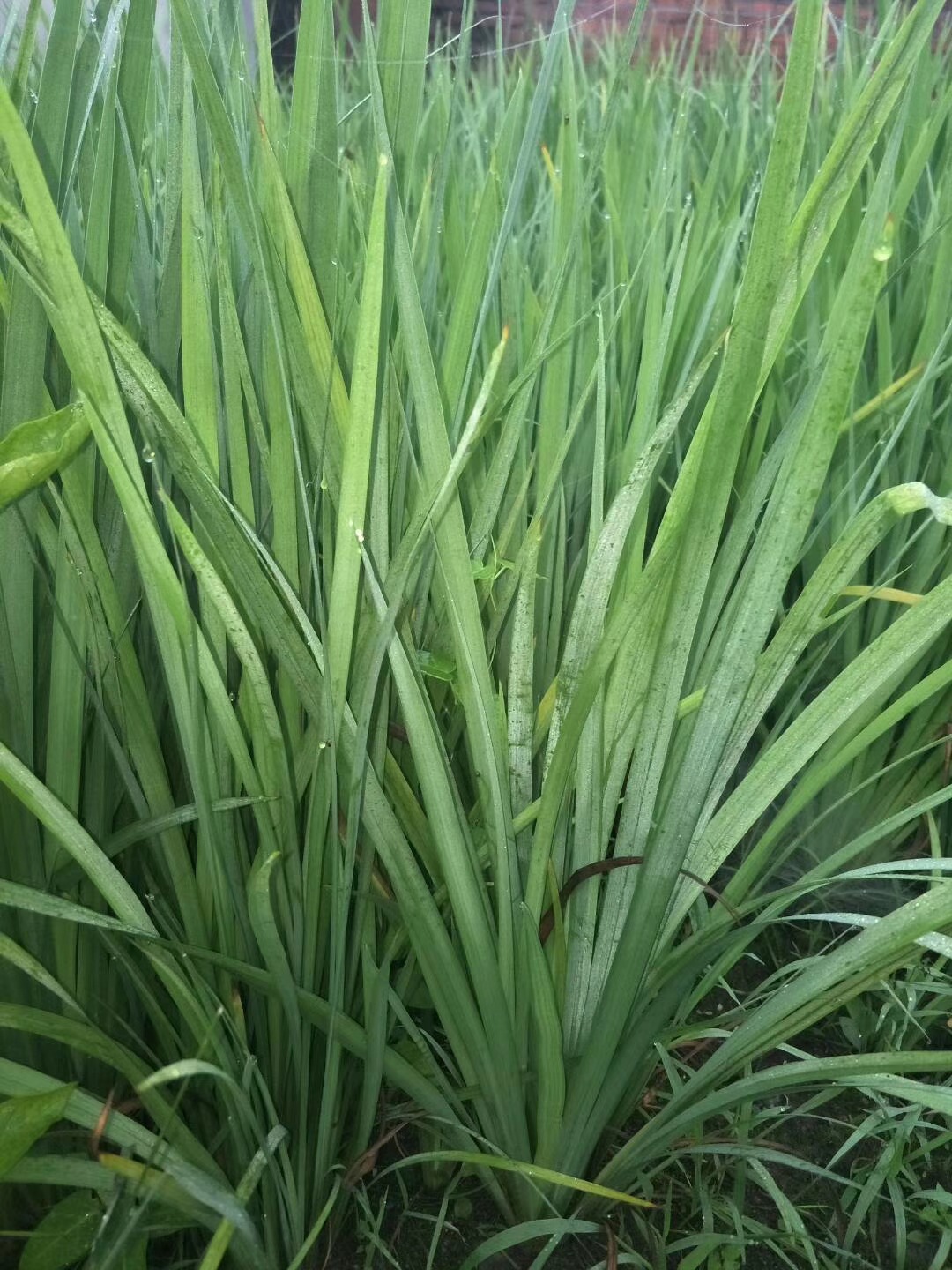 马兰花 直销马蔺 马莲花 耐盐碱地被花卉 固土护坡植物 东北马蔺