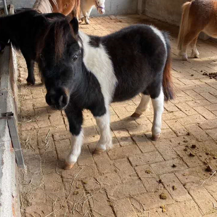 云南矮马价格 儿童骑乘马 小矮马养殖 活体矮马价格优惠 包运输