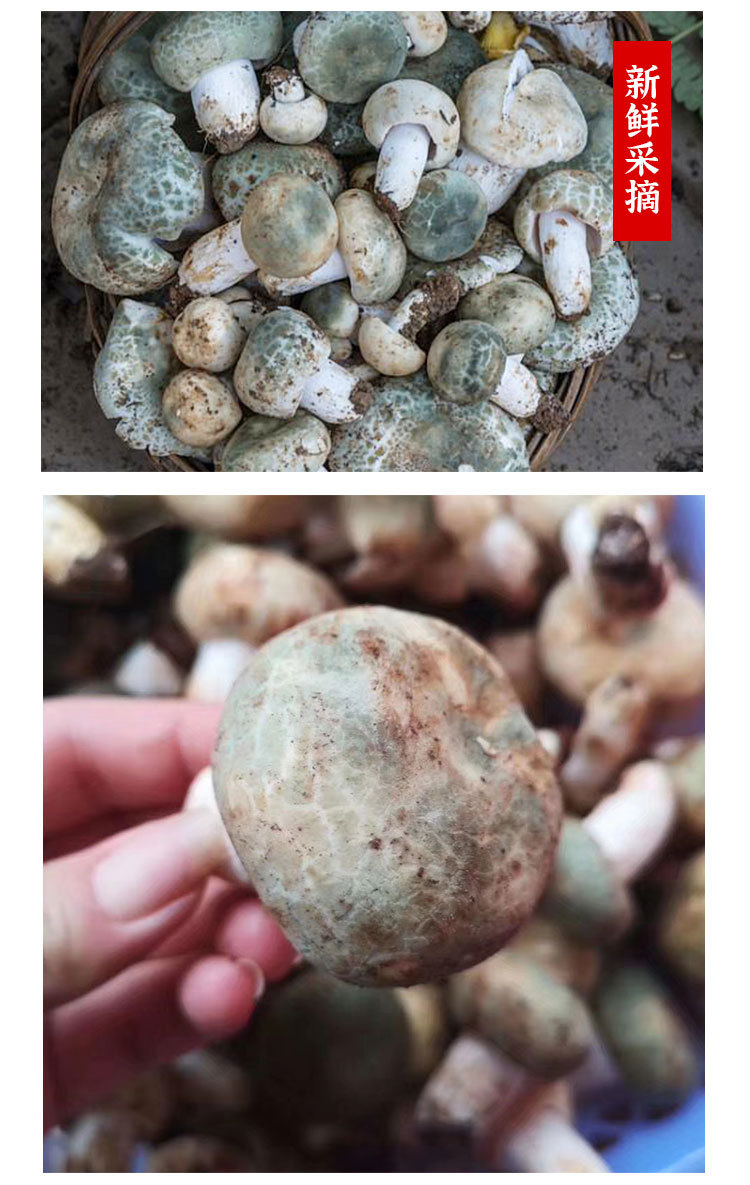 云南新鲜速冻 青头菌小菇朵特产 新鲜绿豆菌蘑菇 泡汤生菌绿头菇