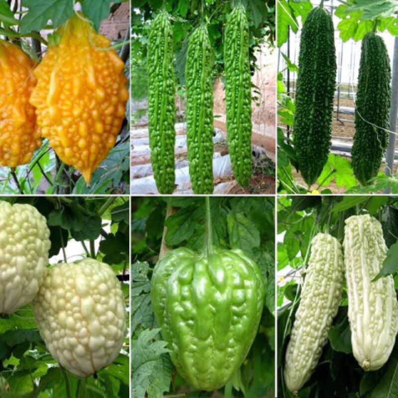 翠竹苦瓜种籽油绿大肉绿长苦瓜种子春夏秋季四季庭院农家蔬菜种孑