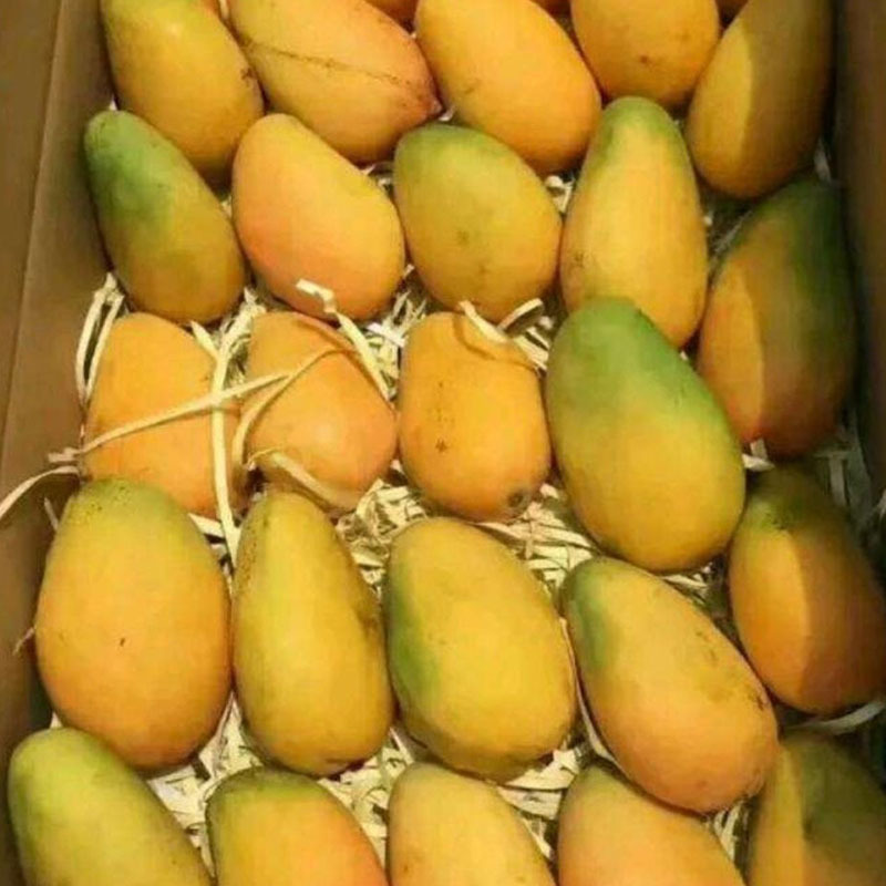 海南1月水果-海南1月水果厂家,品牌,图片,热帖-阿里巴巴