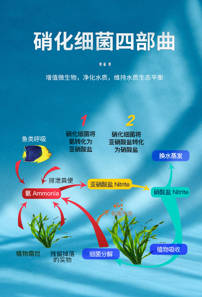 硝化细菌硝化菌消化细菌鱼缸净水剂养鱼用品鱼药水族水质稳定剂