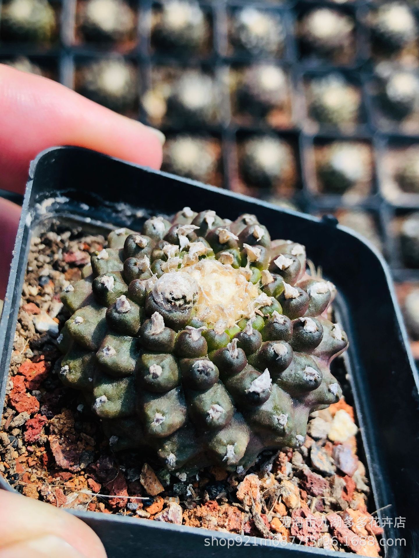 多肉植物批发 稀少品种鱼鳞石化仙人球 3公分左右 自根盆栽防幅射