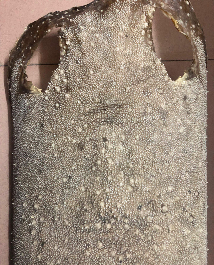 泰国珍珠鱼皮料 梅花皮料 榴莲皮料 魔鬼鱼皮料刀鞘用料 剑鞘用料