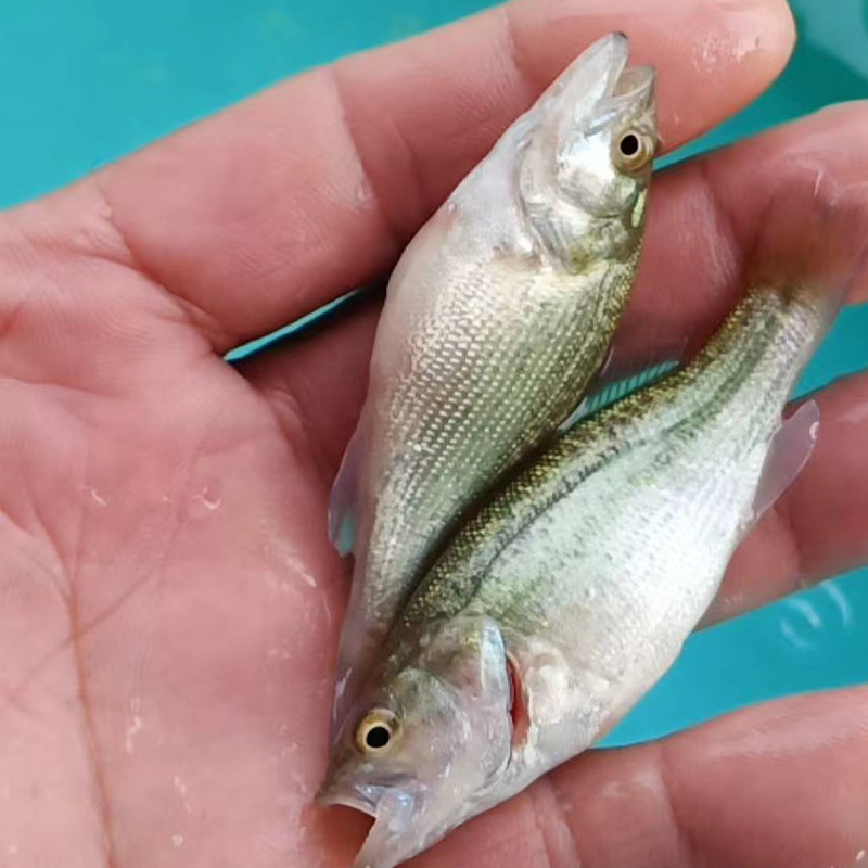 鲈鱼苗 加州鲈鱼苗 大量批发出售 淡水鲈鱼苗活体-阿里巴巴