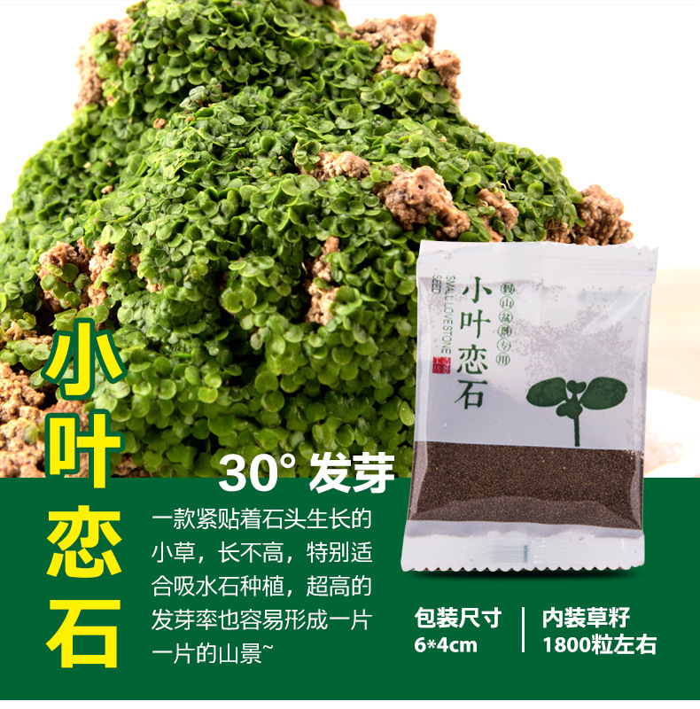 草籽种子吸水石上水石假山盆景造景装饰小叶恋石大叶恋石混装批发