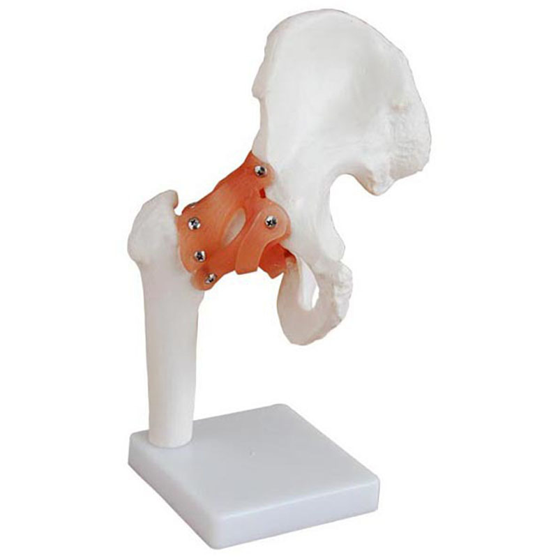 髋关节模型(自然大)