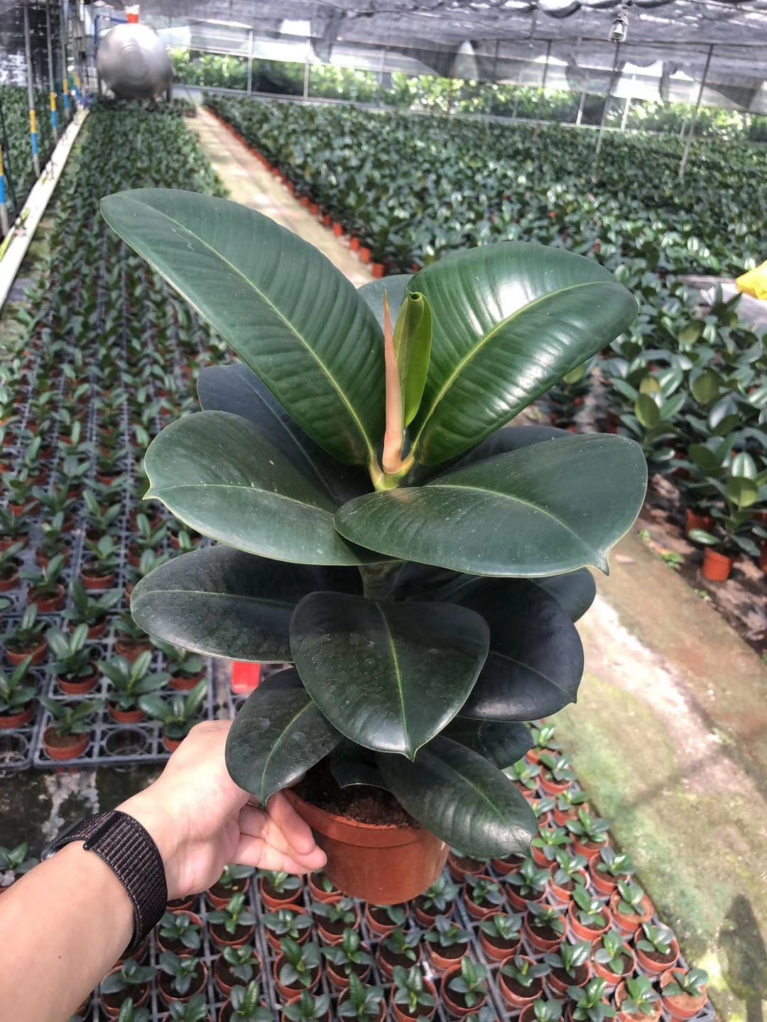 【产地直销】批发橡皮树 绿金刚 黑金刚植物盆栽室内客厅吸甲醛