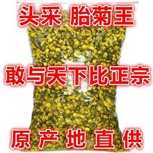 桐乡新货头采胎菊王花茶多规格可选包邮