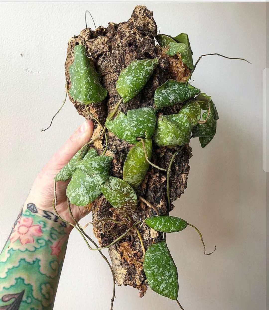 龟壳球兰? 室内观叶植物盆栽绿植花卉批发