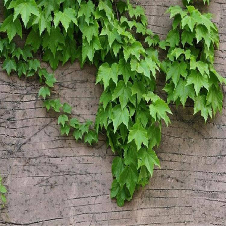 北京三叶地锦工程苗批发 叶型美丽 攀援能力强 垂直绿化三叶地锦